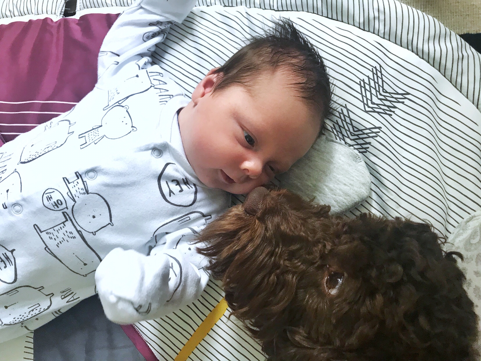 Introducing a baby to a dog